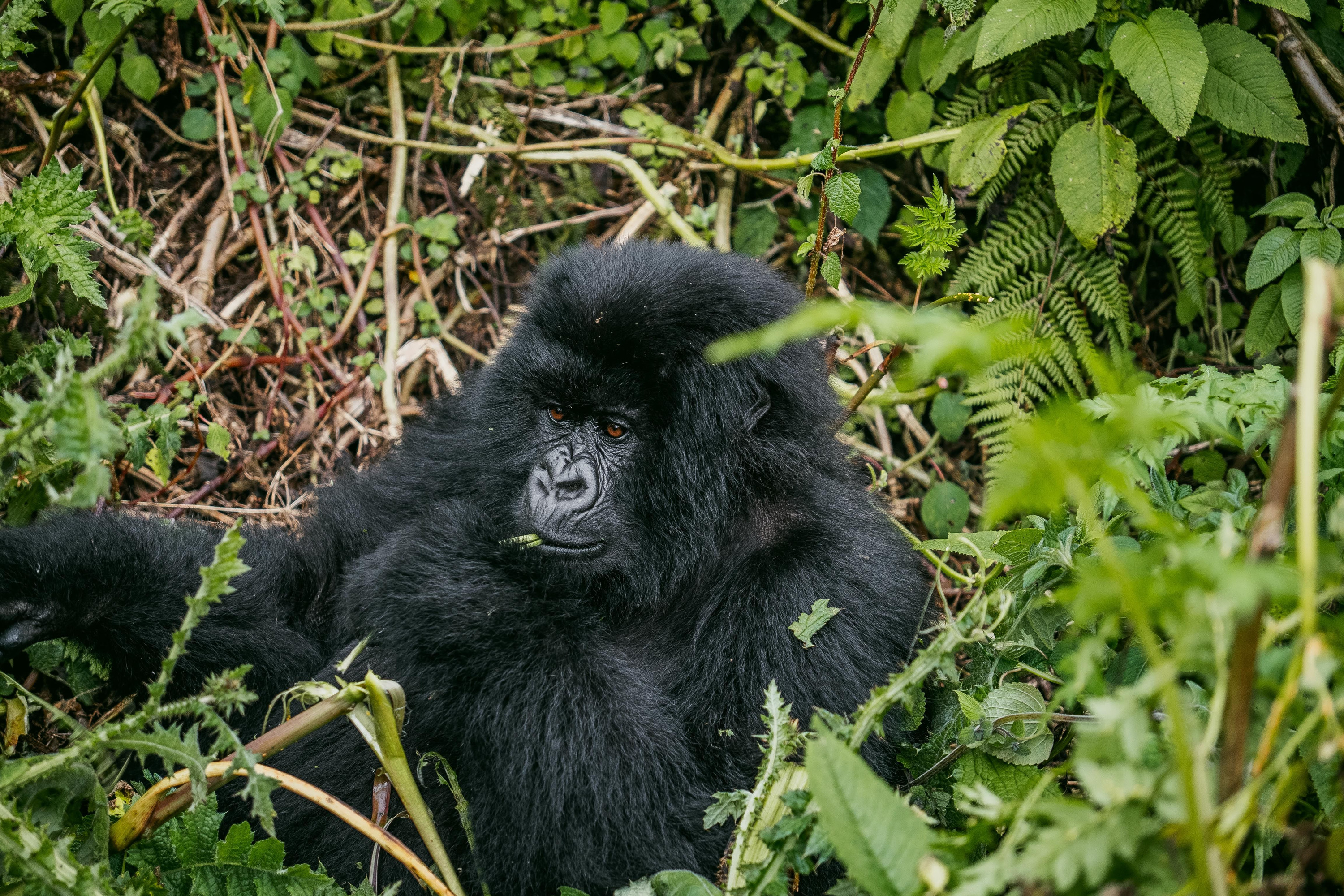 Uganda